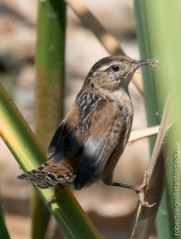 emily renzel wetlands